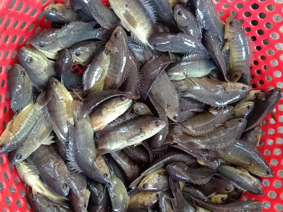 Niêu cá rô đồng kho