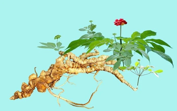 Sâm Ngọc Linh có mấy loại