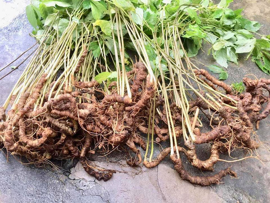 Sâm Ngọc Linh chất lượng