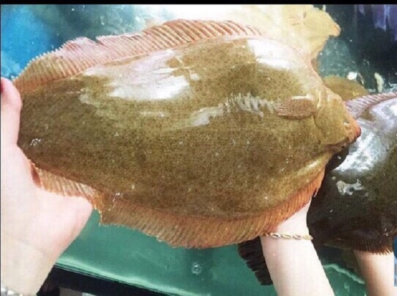 Tác dụng tuyệt vời của cá bơn