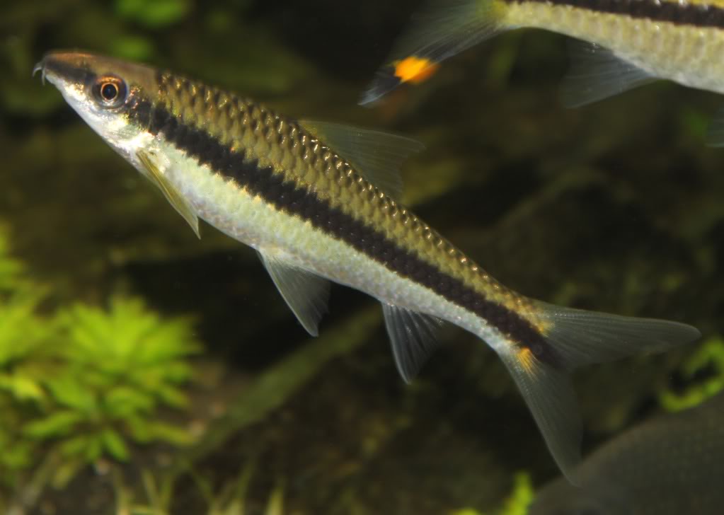 Lợi ích của cá bút chì đối với bể thủy sinh