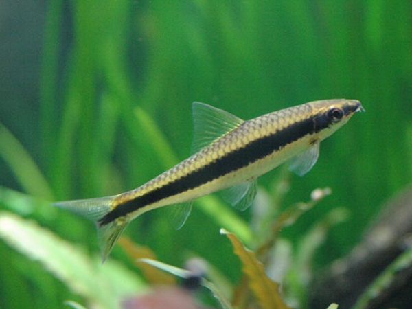 Phân biệt cá bút chì thật giả