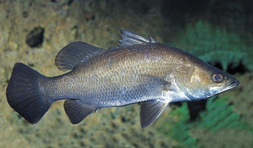 Giá trị dinh dưỡng của cá chẽm