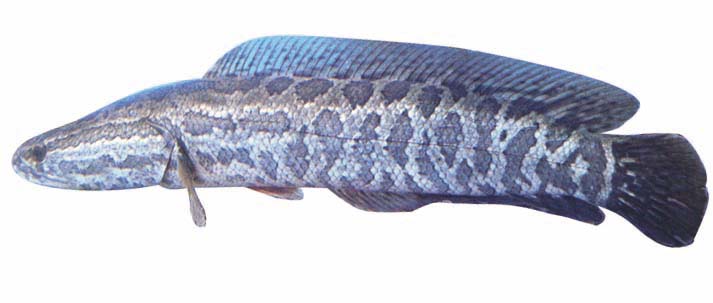 Giá trị dinh dưỡng của cá chuối