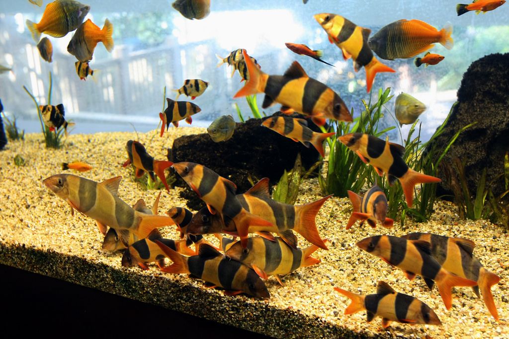 Lợi ích của cá chuột dọn bể