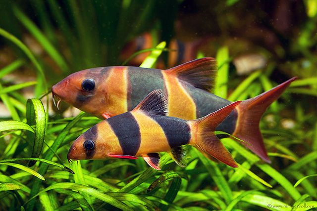 Cá chuột - Loài cá cực kỳ hữu ích