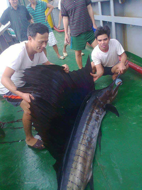 Cá cờ có tác dụng gì? 