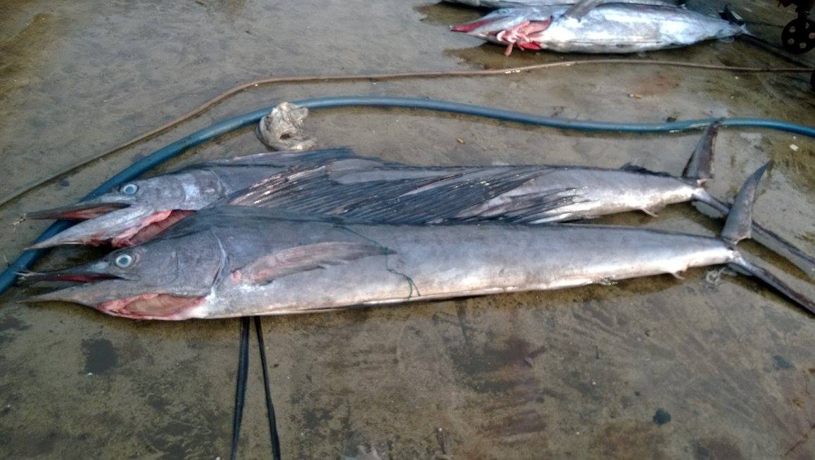 Cá cờ có tác dụng gì? 