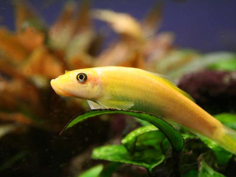 Lợi ích của Cá dọn bể