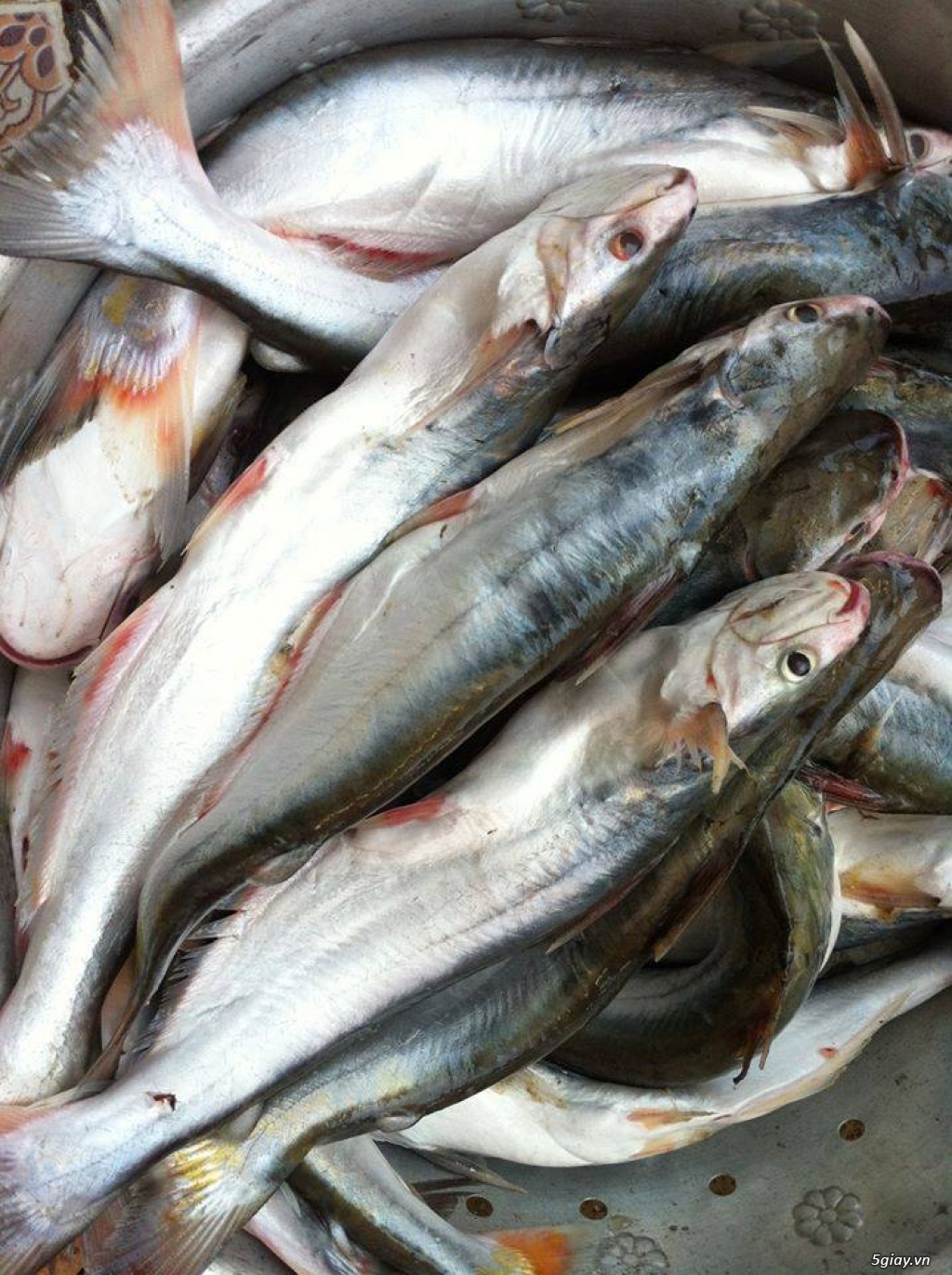 Món ăn từ cá Dứa giúp chữa bệnh