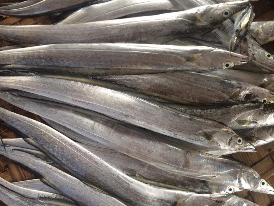 Đặc điểm cá hố