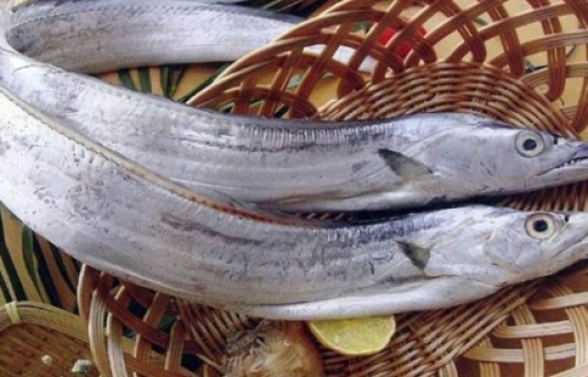 Cá hố là cá gì