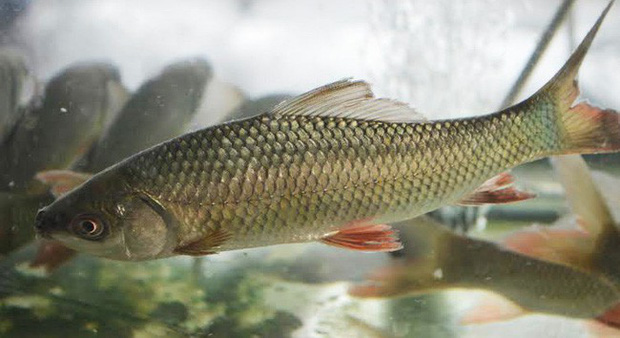 Bài thuốc chữa bệnh từ cá trôi