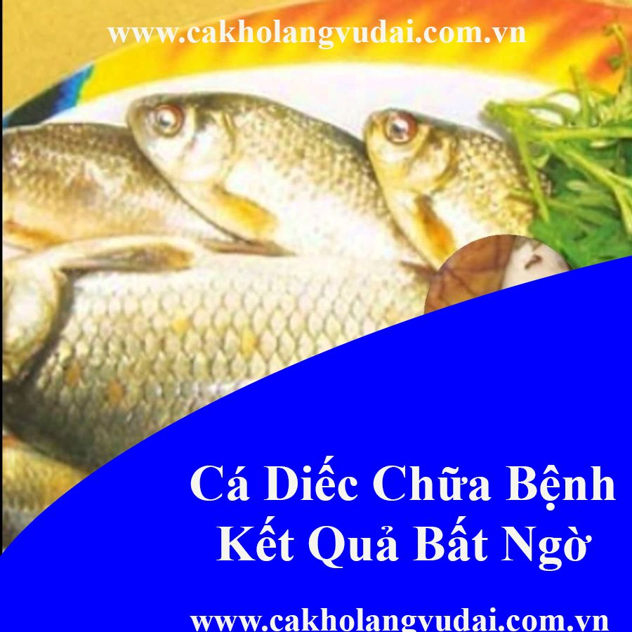Cá Diếc Chữa Bệnh Kết Quả Sẽ Khiến Bạn Bất Ngờ
