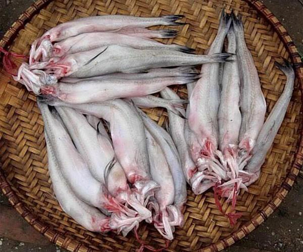 Tác dụng của cá khoai