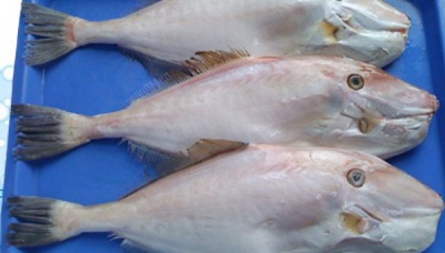 Giá trị dinh dưỡng của cá bò