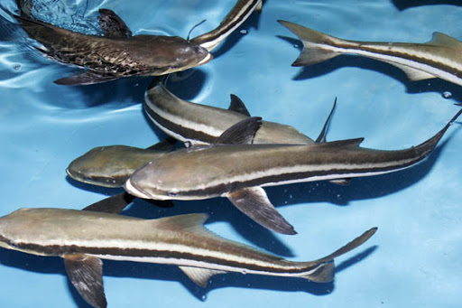 Tác dụng chữa bệnh của cá Bớp