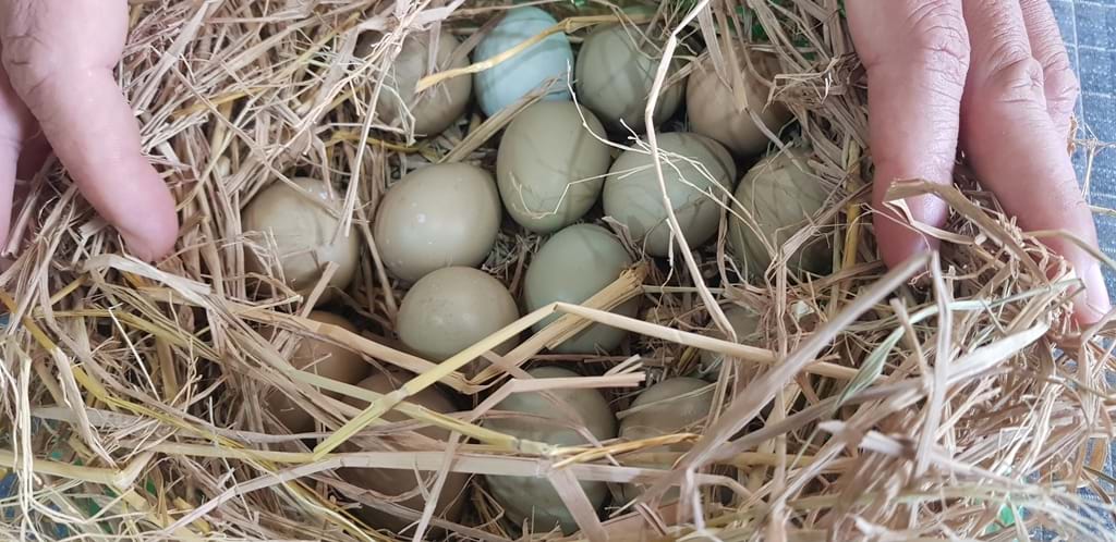 Địa chỉ mua trứng chim trĩ tại Hà Nội uy tín nhất