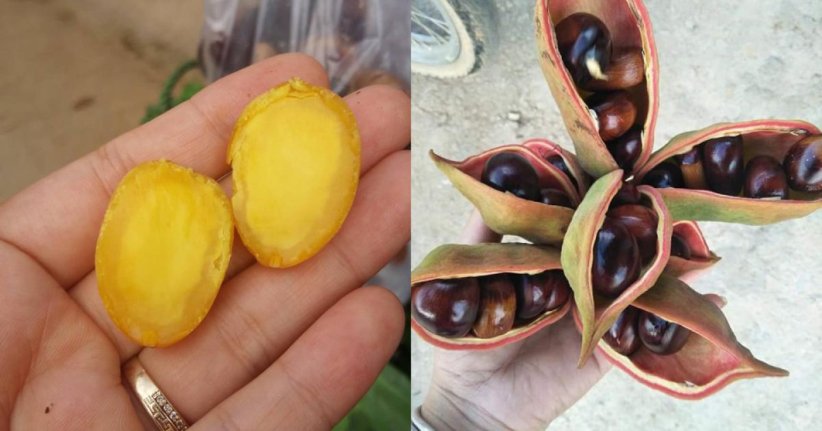 Giới thiệu về hạt mề gà Giới thiệu về hạt mề gà