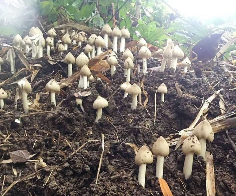 Nấm mối - Đặc sản nấm tươi ngon, giàu dinh dưỡng