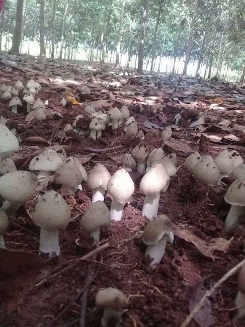 Tác dụng tuyệt vời của nấm mối với sức khỏe