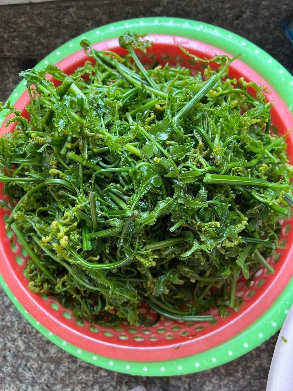 Dinh dưỡng trong rau dớn rừng Dinh dưỡng trong rau dớn rừng