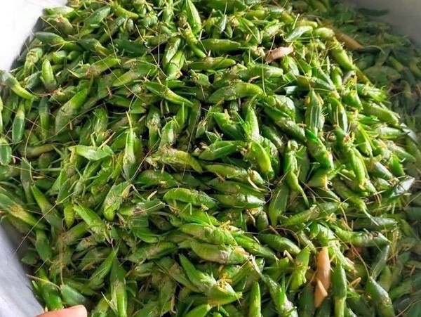 Muỗm lúa tươi sạch4