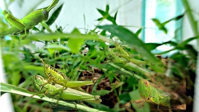 Muỗm lúa tươi sạch2