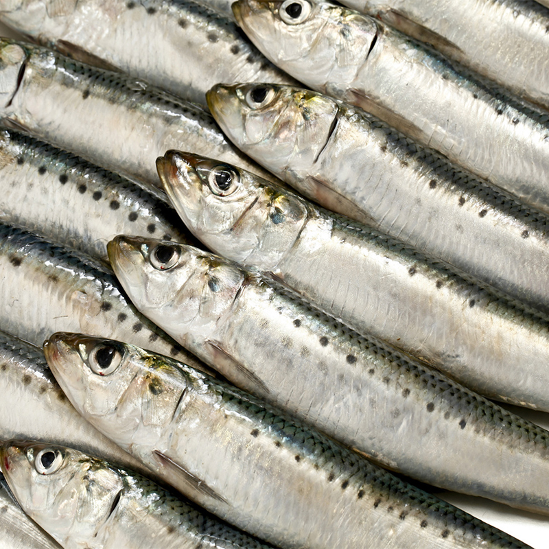 tác dụng của cá mòi