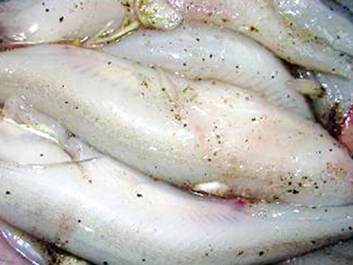 Cách làm món Cá khoai kho rau răm