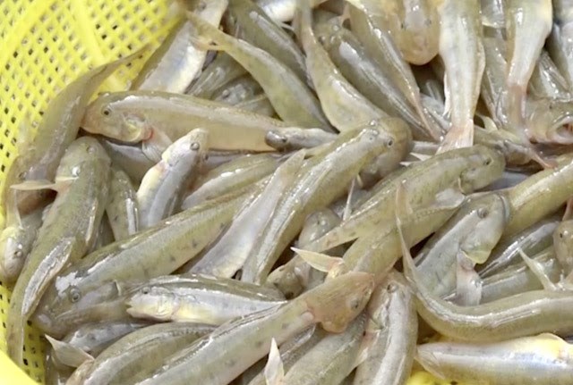 giới thiệu và công dụng của cá bống