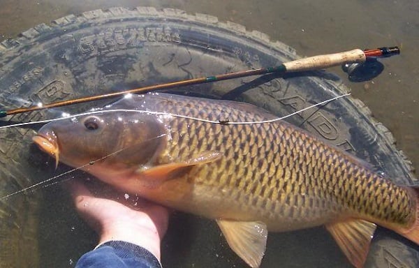 Giới thiệu và thành phần dinh dưỡng của cá chép