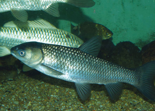 Gía trị dinh dưỡng