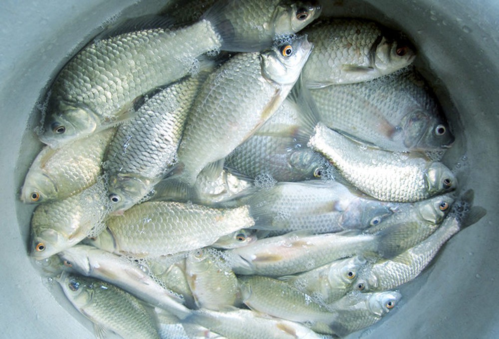 giới thiệu và thành phần dinh dưỡng của cá diếc