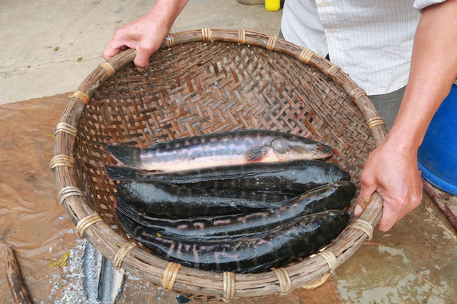 giới thiệu về cá quả