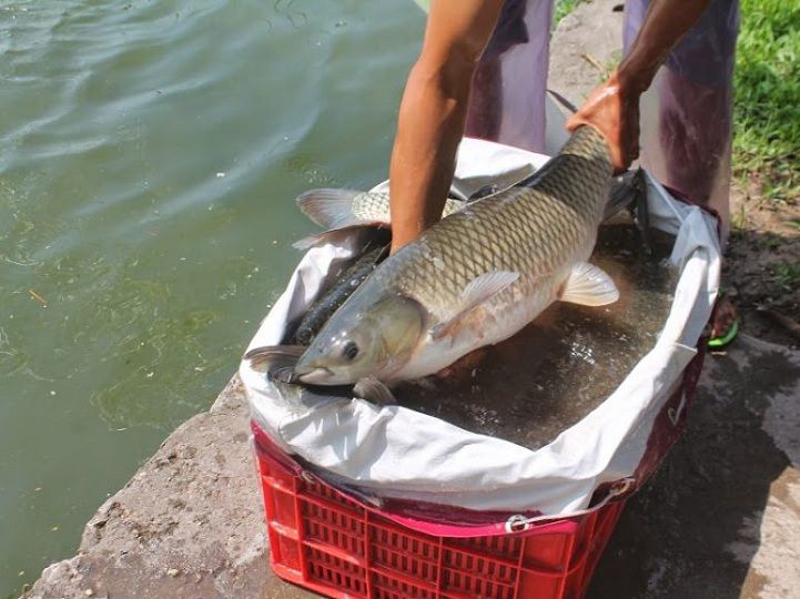 giới thiệu về cá trắm cỏ