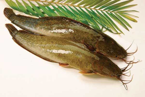 Giới thiệu về cá trê