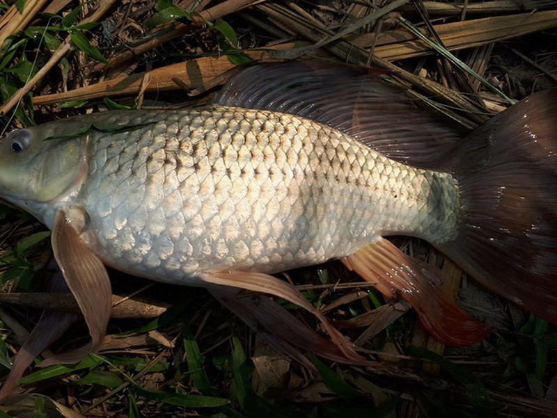 Cá chép sông da hơi vàng, da bụng hồng. Còn cá chép nuôi có bụng to hơn, thân ngắn và thân màu trắng