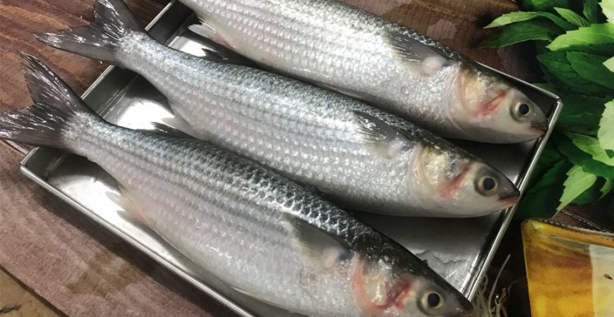 Thông tin chung về cá đối