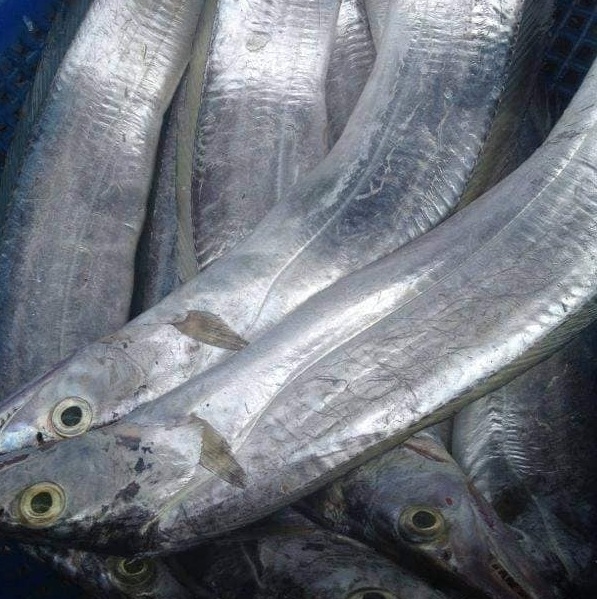 Dinh dưỡng của cá hố