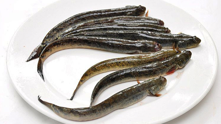 dinh dưỡng cá kè