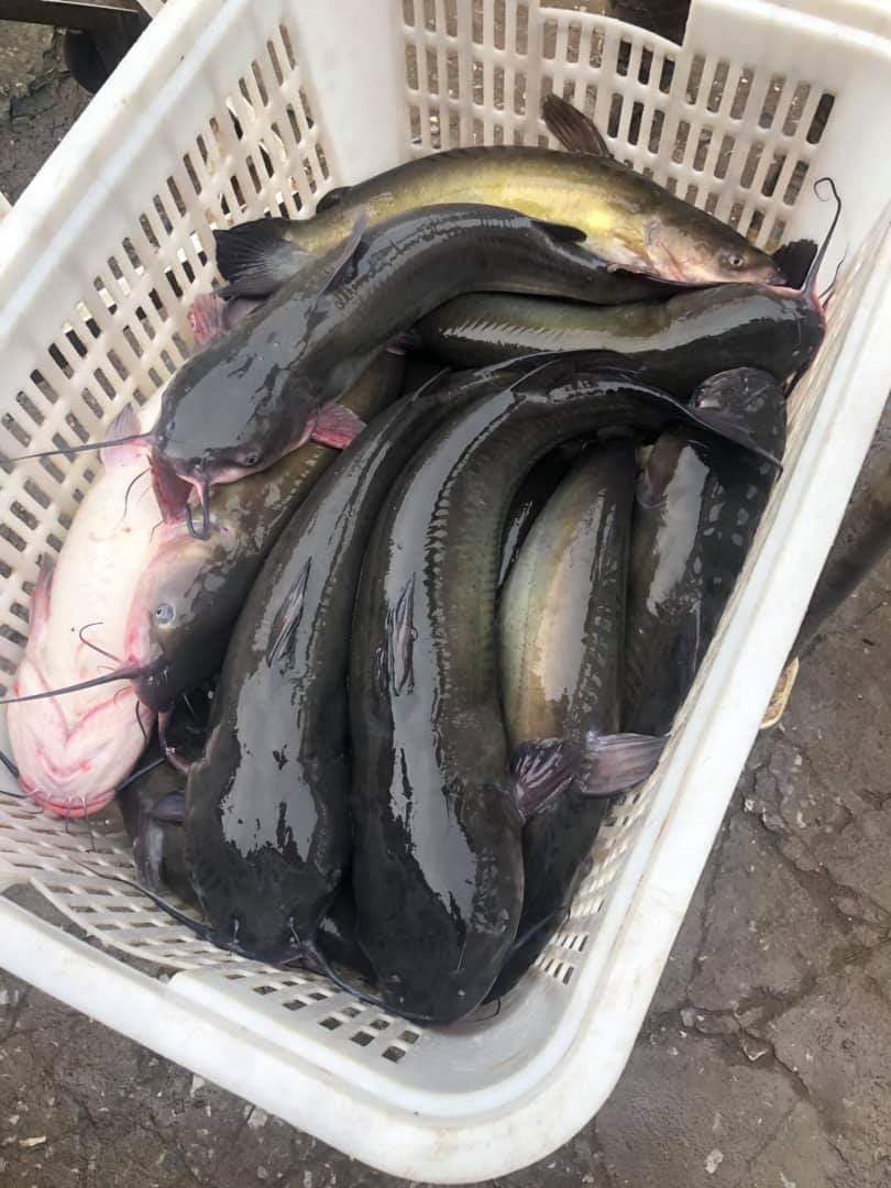 Lợi ích của cá lăng đối với sức khoẻ