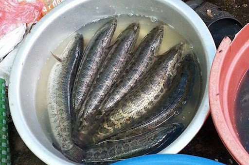 Bạn biết gì về cá quả?