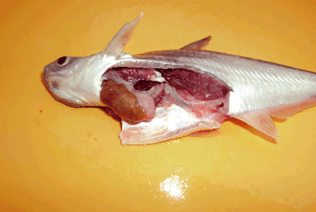 Thành phần dinh dưỡng có trong gan cá