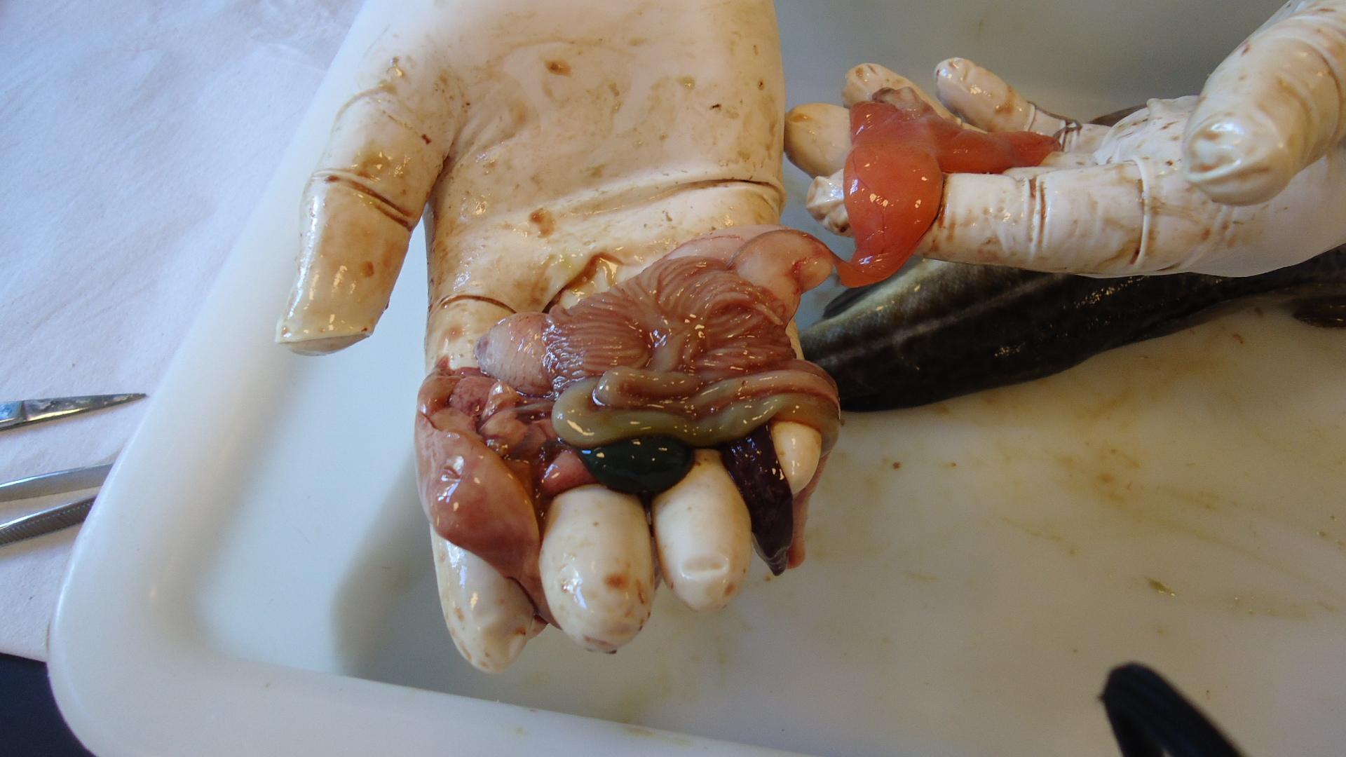 Lợi ích của gan cá đối với sức khoẻ